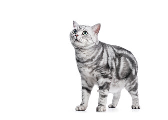 Kitten British shorthair silver tabby cat portrait.