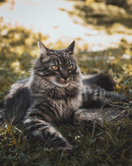 Fototapeta premium gray cat resting in the field