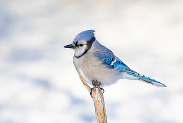 Blue Jay (Cyanocitta cristata) perched on a branch on a cold Canadian winter day.