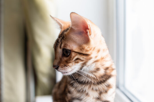 Portrait of bengal kitten indoors, pet photo. Elite breed of cat.Kitten  photo for printing posters and design