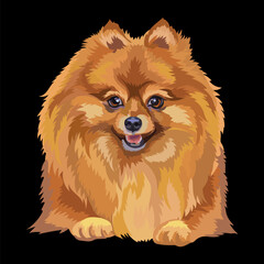 Portrait of Pomeranian dog close up vector illustration