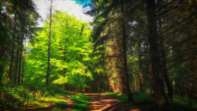 Trees in the sunshine