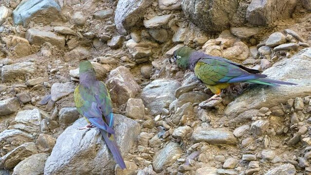Una pareja de loros barranqueros, Cyanoliseus patagonus en un acantilado en las proximidades de la cueva en donde anidan. Argentina.