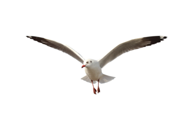 Beautiful seagull flying isolated on transparent background png file