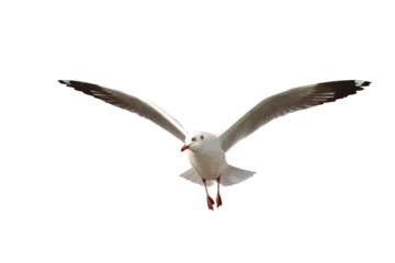 Kissenbezug Beautiful seagull flying isolated on transparent background png file © Passakorn