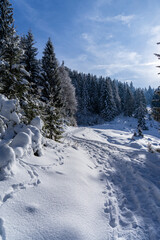 Weg in Winterlandschaft mit schneebedecktem Wald