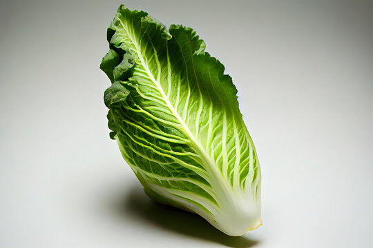 Special natural Chinese Cabbage