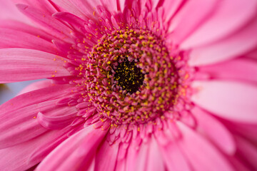 Pink gerbera Assorted Flowers blooming macro photography