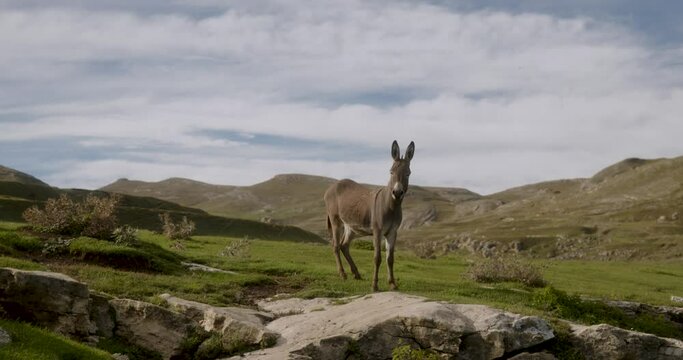 donkey in the mountains. High quality 4k footage