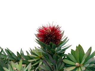 Bright red Pohutukawa blossoming flower with green leaves side view isolated