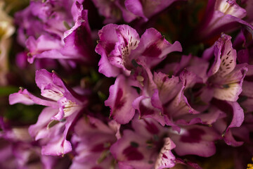 Fototapeta na wymiar Purple alstroemeria Assorted Flowers blooming macro photography