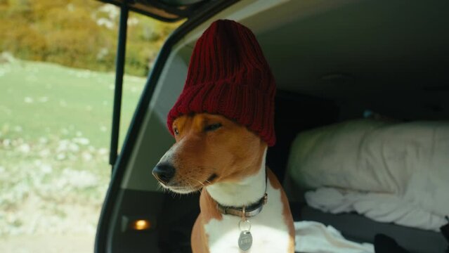 Adorable cute dog in beanie hat inside camper van. Europe trip with pet friend. Travel blog concept. Funny world explorer
