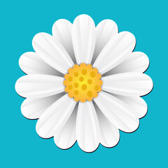 Cute white daisy chamomile flower