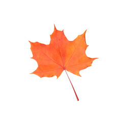 Autumn leaf on transparent background