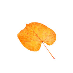 Autumn leaf on transparent background