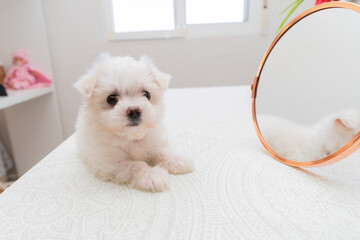 cute small dog Bichon maltes with white fluffy fur poses funny on a light background next to the...