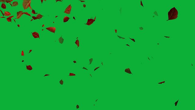 Autumn leaves animation in green screen video, Looped animation with leaves in 4K Ultra HD