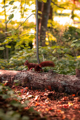 squirrel in the park