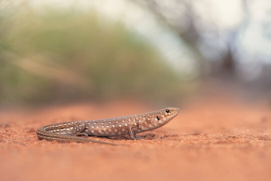 Close-up of a wild leopard ctenotus (Ctenotus pantherinus) on sandy substrate with blurred spinifex vegetation in the background, Australia