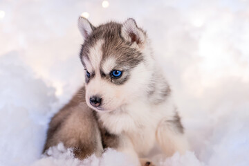 A little one and a half month old husky puppy sits on white fluff with luminous garlands.