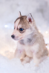 A little one and a half month old husky puppy sits on white fluff with luminous garlands.