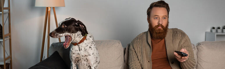 Dalmatian dog yawning near man watching tv in living room, banner.