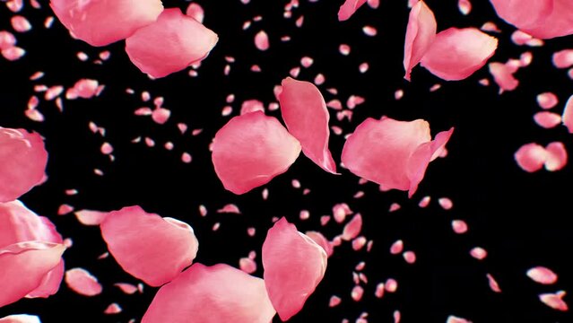 Rose Petals Rising Up in the Air on Black and Green Screen Slow Motion Looped 3d Animation. Beautiful Pink Flower Petals Flying in the Wind Isolated Seamless. 4k Ultra HD 3840x2160