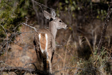Coues Whitetail Deer Doe in Arizona