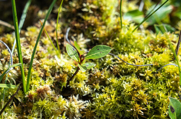 Close-up Of Plants Growing On arctic valley, Akshayuk Pass, Buffin Island, Canada