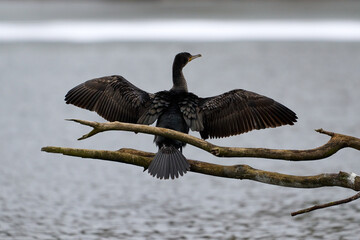 Great Cormorant (Phalacrocorax Carbo) drying his wings on a branch