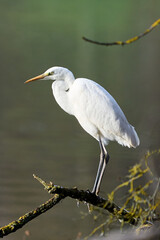 Vertical portrait of a Great White Egret (Ardea Alba) in front of a lake. Heron in natural habitat.