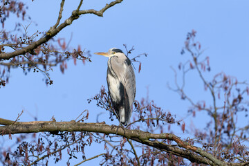 A Grey Heron (Ardea cinerea) standing on a branch of a tree in front of blue sky