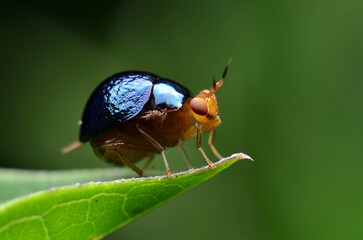 bug on leaf