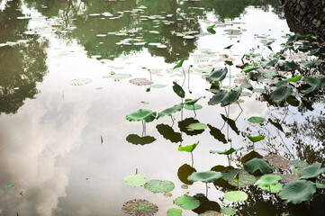 lotus leaves in the pond