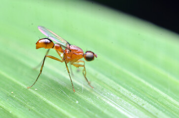 macro of a fly/Scathophagidae