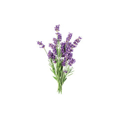 Obraz premium Water Colour Lavender Flower Design.