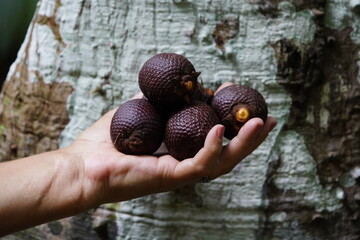 Moriche Palm fruits (Mauritia flexuosa) Arecaceae family. Amazon rainforest, Brazil.