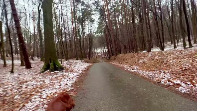 4k Playful young Irish setter dog run with owner. Nice winter weather for walk. Happy pappy having fun outdoors. 