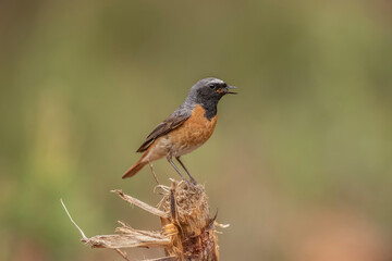 redstart, phoenicurus phoenicurus, male, perched on the branch of a tree in a forest in the summer in the uk