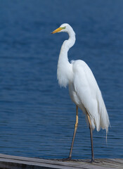 Great egret, Ardea alba. A bird stands on a fishing bridge on the riverbank