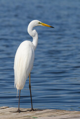 Great egret, Ardea alba. A bird stands on a fishing bridge on the riverbank