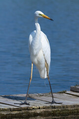 Great egret, Ardea alba. A bird stands on a fishing bridge on the riverbank
