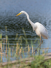 Great egret, Ardea alba. A bird stares into the water, waiting for a fish