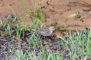 Shorebird