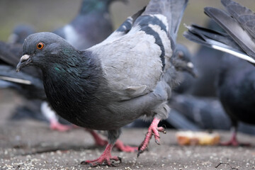 City pigeons close-up