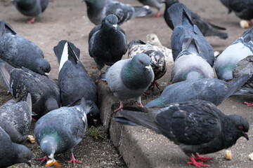 Obraz premium City pigeons close-up