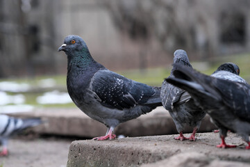 City pigeons close-up