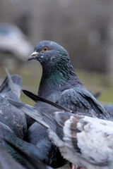 City pigeons close-up
