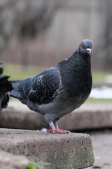 City pigeons close-up