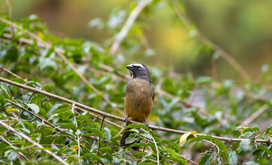 bird on the grass